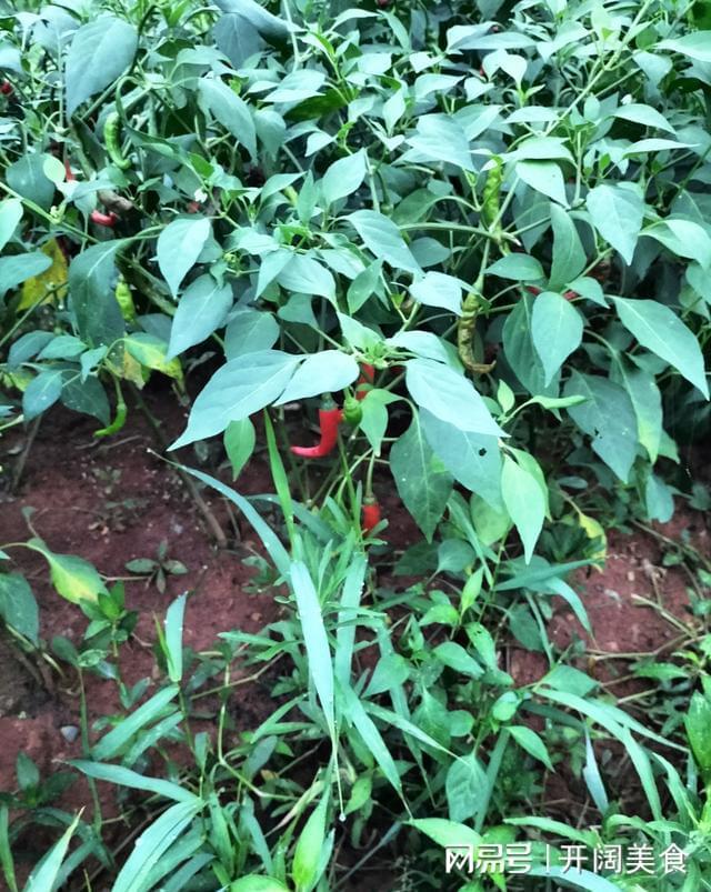 重庆旭阳教育 第375页