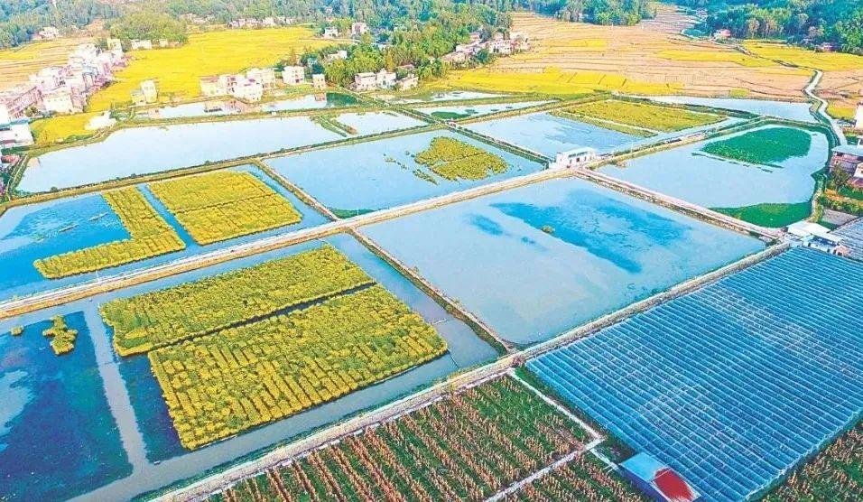 最新水稻补贴政策及稻田里的欢乐时光概述