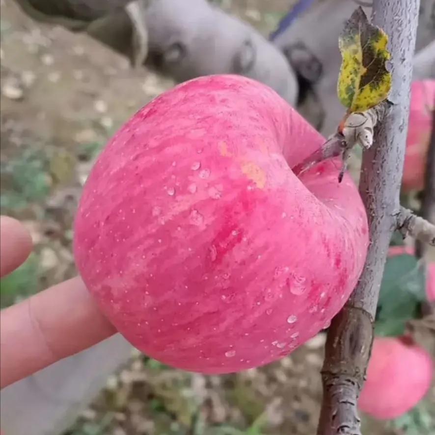 旭阳教育特训学校 第188页