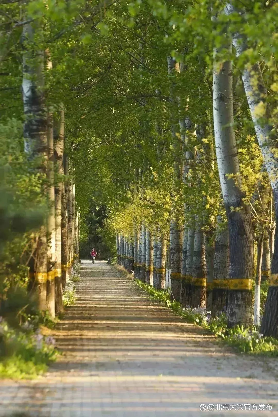 大兴魏善庄最新动态，自然美景探索之旅，寻觅内心平和与宁静